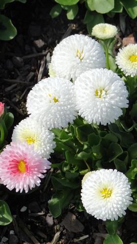 White Flowers, ACT. 